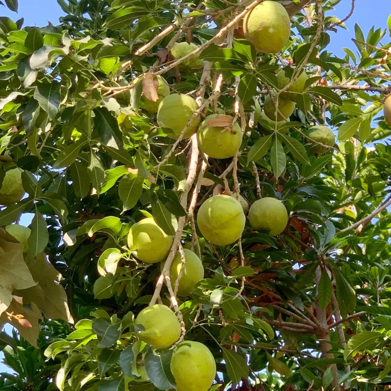 White Sapodilla Tree Seedling - 6-8 Inch Sapote Fruit Tree