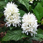 Shrimp Plant Live White Shrimp Flower Plant 4-8 Inch Easy to Plant