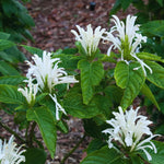 White Shrimp Plant Live - 3-8 Inch Potted Shrimp Flower Plant for Garden