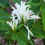 Shrimp Plant Live White Shrimp Flower Plant 4-8 Inch Easy to Plant