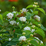 White Trailing Lantana Live Plant 3-Pack 4-6 Inch Flowering Ground Cover