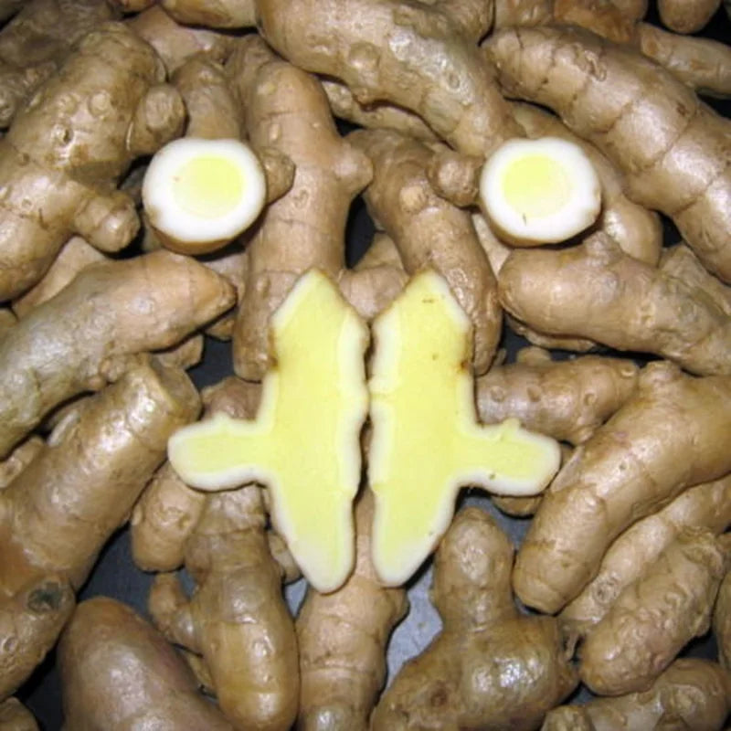 White Turmeric Plant Live Bare Roots - 5-8 inch Edible Herb for Outdoor Garden