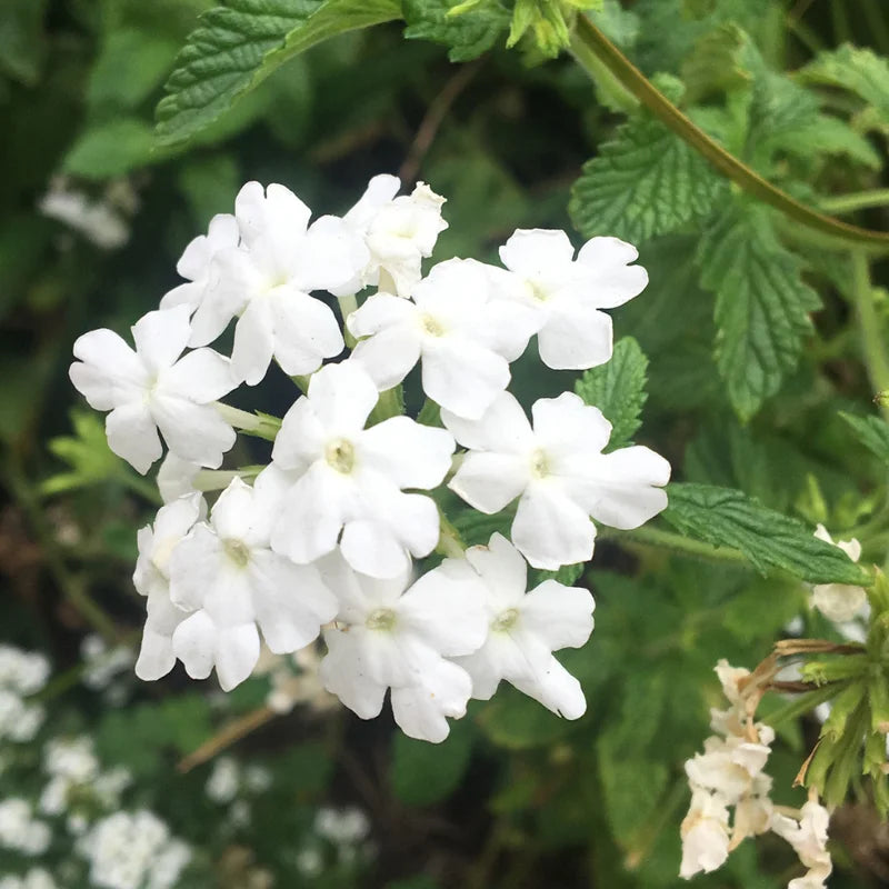 White Verbena Flower Plants - Trailing Verbena Perennial, 5-7'' Tall, Set of 2