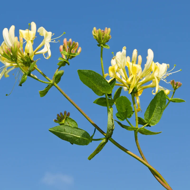 White Yellow Honeysuckle Plant - Starter Vine, Fragrant, 3-5 Inch