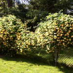 White Yellow Honeysuckle Plant - Starter Vine, Fragrant, 3-5 Inch