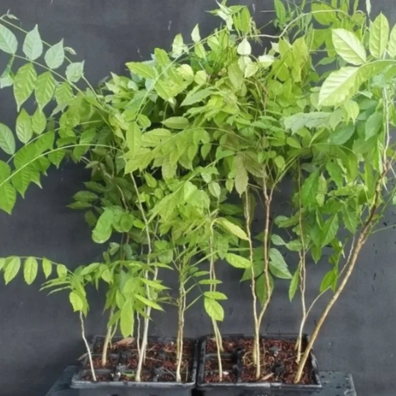Wisteria Live Plant Vines - Purple Blue Fragrant Flowers - 6-12 Inch Tall Seedling - Outdoor Growing