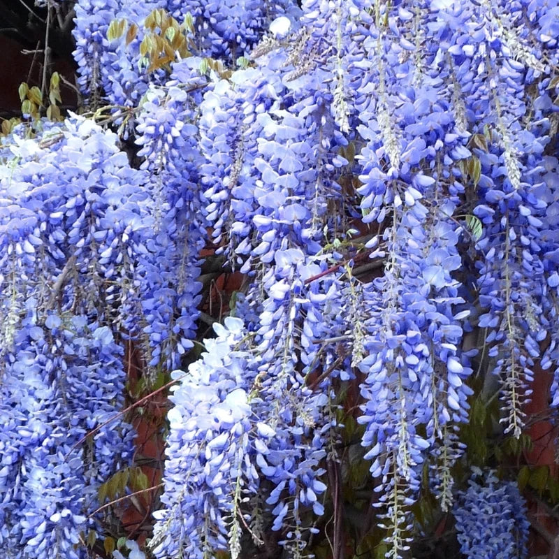 Wisteria Tree Live Plant - 2.5 Inch Pot Potted Flowering Tree