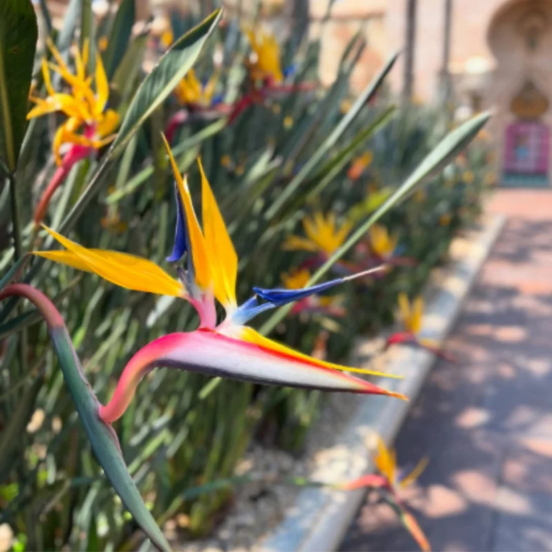 Yellow Bird of Paradise Plant Live, Flower Bush 9-12 Inches, Tropical Bloom