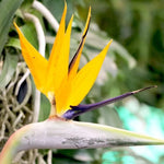 Yellow Bird of Paradise Live Plant - 5-10 Inch Tropical Outdoor Plant Strelitzia Reginae