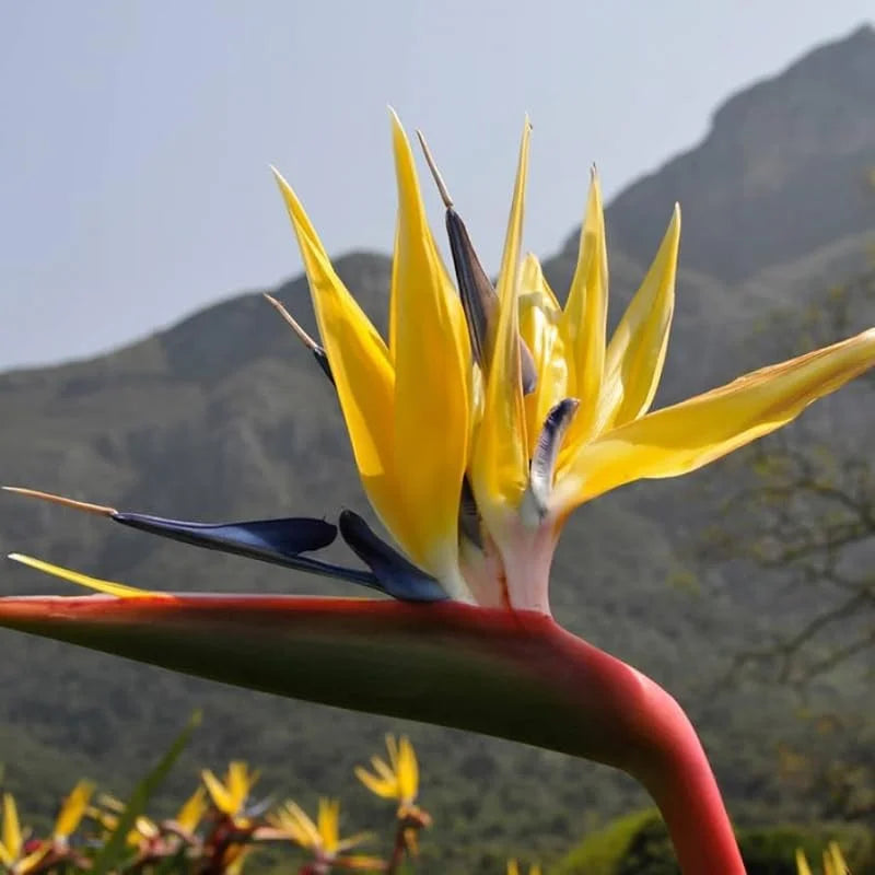 Yellow Bird of Paradise Live Plant - 5-10 Inch Tropical Outdoor Plant Strelitzia Reginae