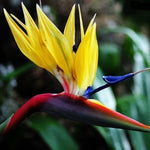 Yellow Bird of Paradise Live Plant - 5-10 Inch Tropical Outdoor Plant Strelitzia Reginae