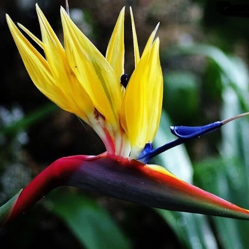 Yellow Bird of Paradise Live Plant - 5-10 Inch Tropical Outdoor Plant Strelitzia Reginae