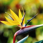 Yellow Bird of Paradise Live Plant - 5-10 Inch Tropical Outdoor Plant Strelitzia Reginae