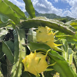 Pack 4 Yellow Dragon Fruit Plants - 4 Inch Live Pitaya Tree - Starter Plant Well Rooted