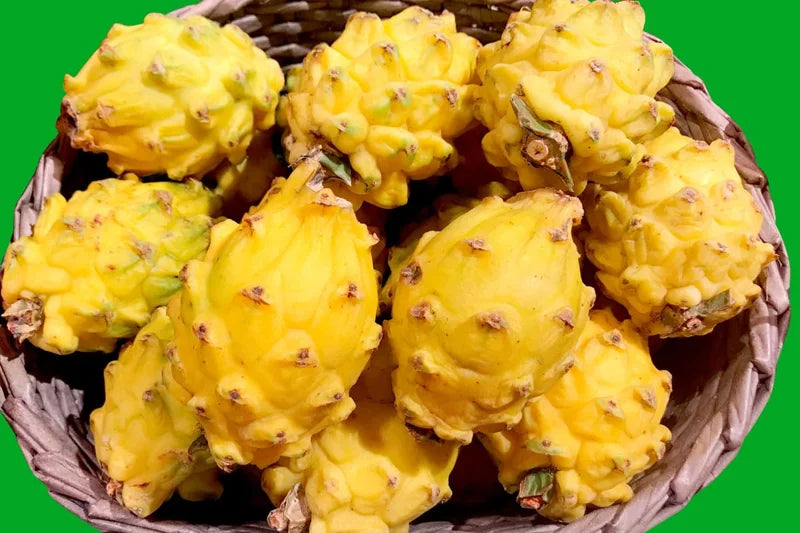 Yellow Dragon Fruit Plant Live - 2 Plants 4-6 Inches - Sweet Fruit Plant Indoor