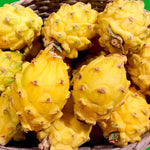 Yellow Dragon Fruit Plant Live - 2 Plants 4-6 Inches - Sweet Fruit Plant Indoor