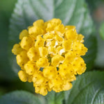Yellow Lantana Plant 4 to 8 Inch Tall Blooming Flower