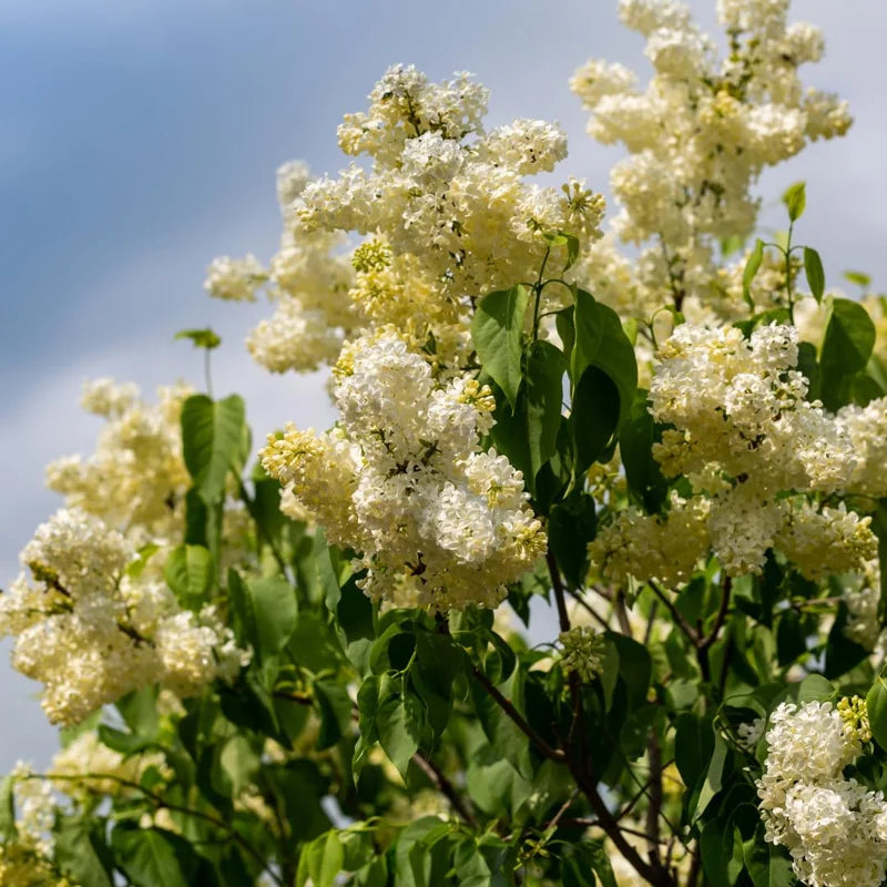 Yellow Lilac Plant, 2.5 Inch Pot - Fragrant Syringa