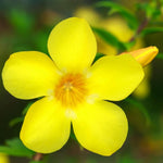 Yellow Mandevilla Plant - 5-7 Inch Tall Flowering Vine