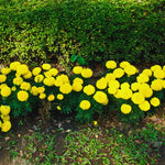 Marigold Plants Live, 3 Starter Plants, Yellow, 5-7 Inches, Garden Ready