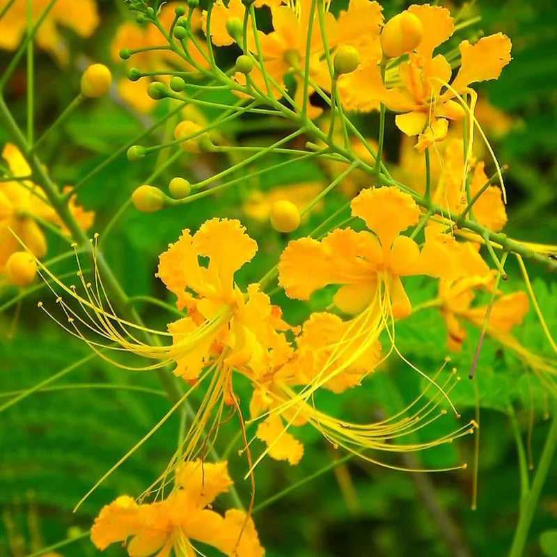 Yellow Mexican Bird of Paradise Plant Live - 4 Inch Pot Dwarf Poinciana Tree