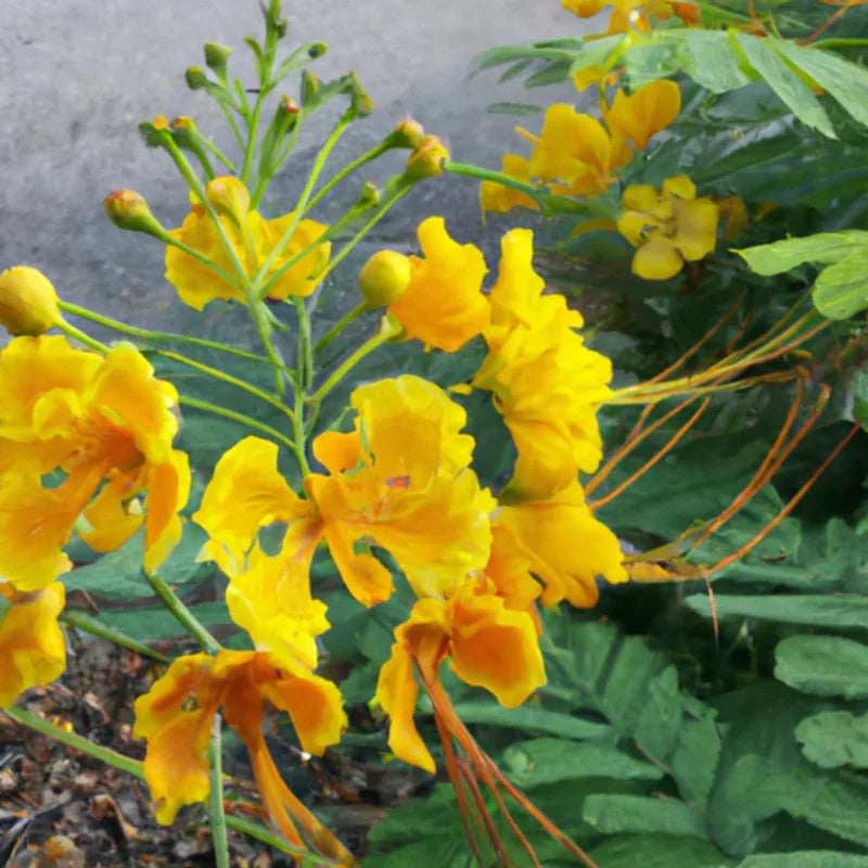 Yellow Mexican Bird of Paradise Plant Live - 4 Inch Pot Dwarf Poinciana Tree