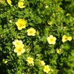 Yellow Potentilla Plant - 2.5 Inch Potted Plant - Flowering Shrub