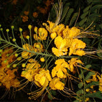 Yellow Pride of Barbados Live Plant - 4 Inch Pot Dwarf Poinciana Tree