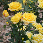 Yellow Rose Plant Live Miniature Rose Bush 2.5 Inch Pot