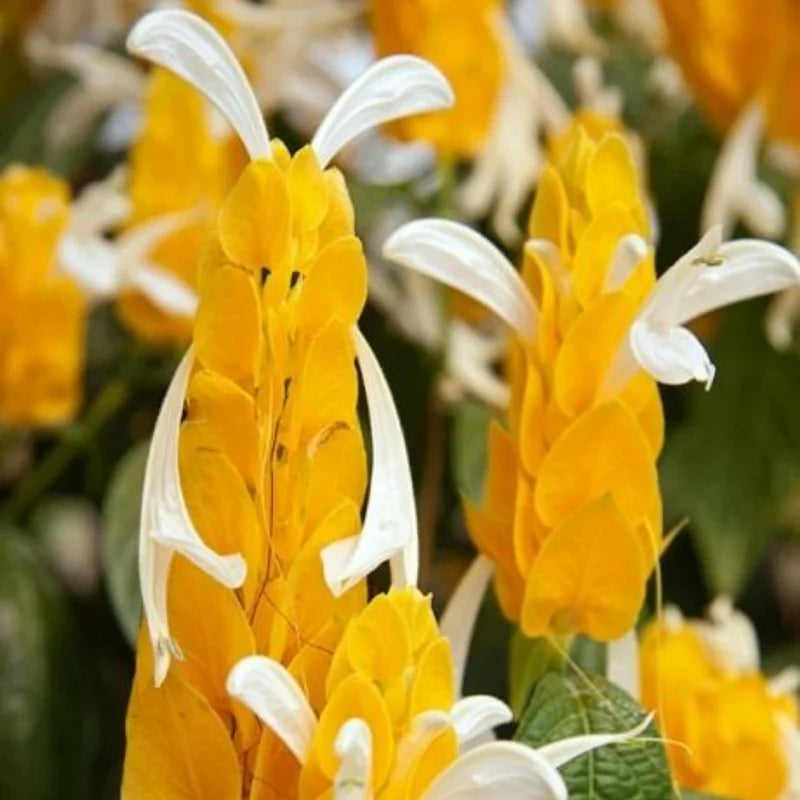 Yellow Shrimp Plant 2 Live Plants - Justica Brandegeana - 5-7'' Tall - Yellow Flowering Shrub