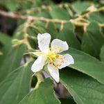 Yellow Strawberry Tree - 2 to 3 Feet Plant in Pot - Unique Fruit Tree