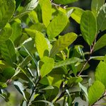 Yerba Mate Plant - 4-6 Inch Herb Plant - Outdoor Garden - No Pot