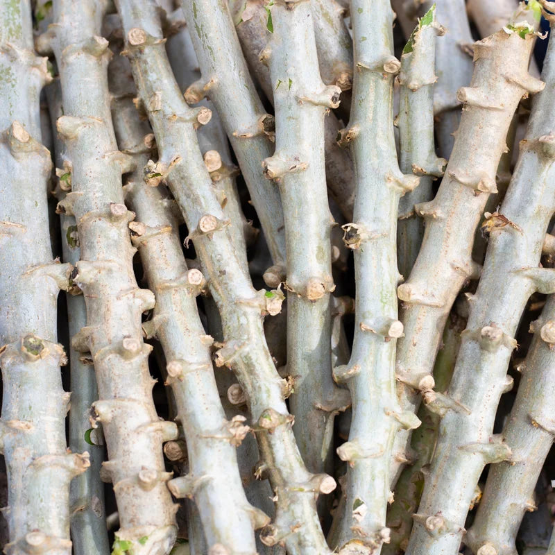 Yuca Cassava Plants Live Cuttings - 10 Sweet Manihot Root Pieces, Easy to Grow
