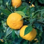 Yuzu Tree for Planting Live Plant 2-3 Ft Height Citrus No Shipping to CA