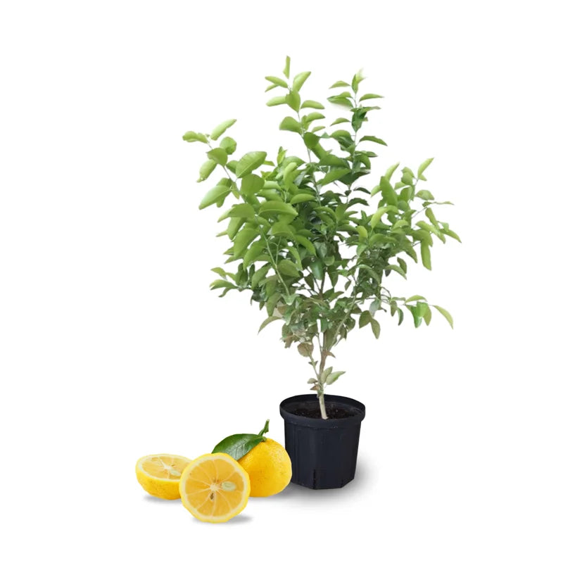 Yuzu Trees Live Plants Citrus Plant 2-3 Feet Tall 1 Gallon Pot No Shipping to CA