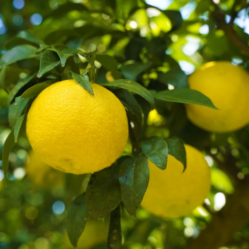 Yuzu Trees Live Plants Citrus Plant 2-3 Feet Tall 1 Gallon Pot No Shipping to CA