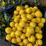 Yuzu Trees Live Plants Citrus Plant 2-3 Feet Tall 1 Gallon Pot No Shipping to CA