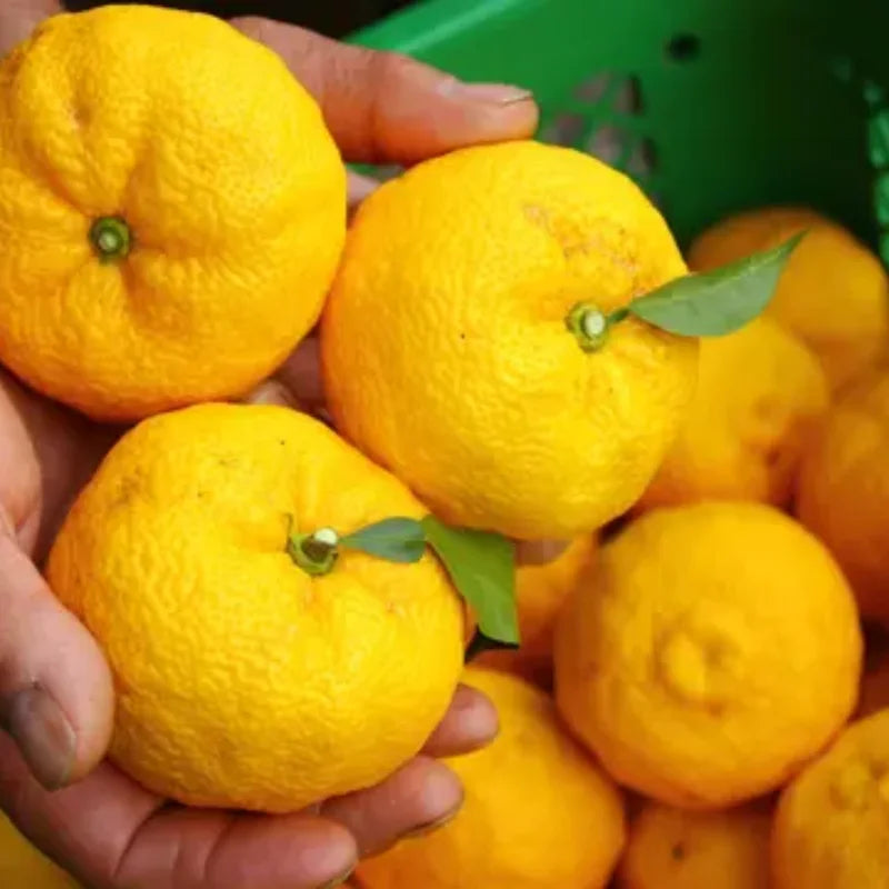 Yuzu Tree for Planting Live Plant 2-3 Ft Height Citrus No Shipping to CA