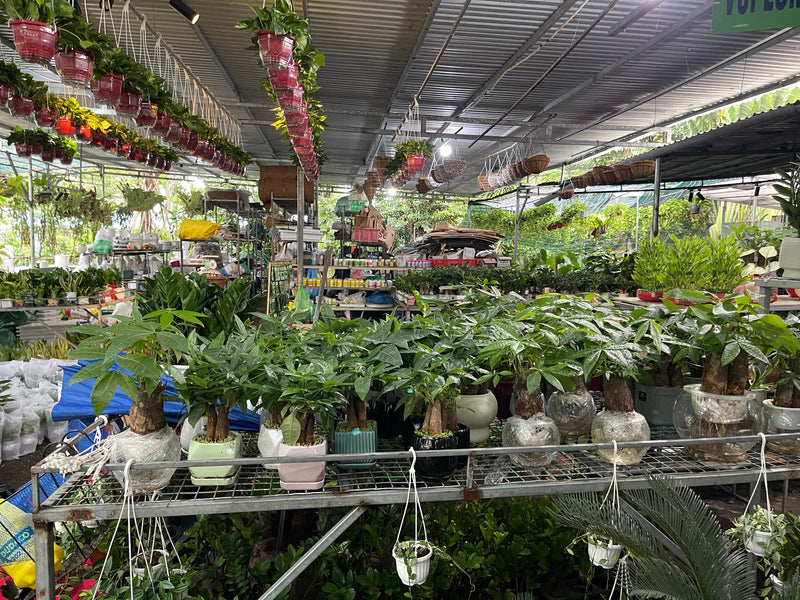 The Story of Botanica