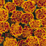 Pack 4 Marigold Plants Pack - Yellow Red Flowering Plants 3-5 Inch Indoor Outdoor