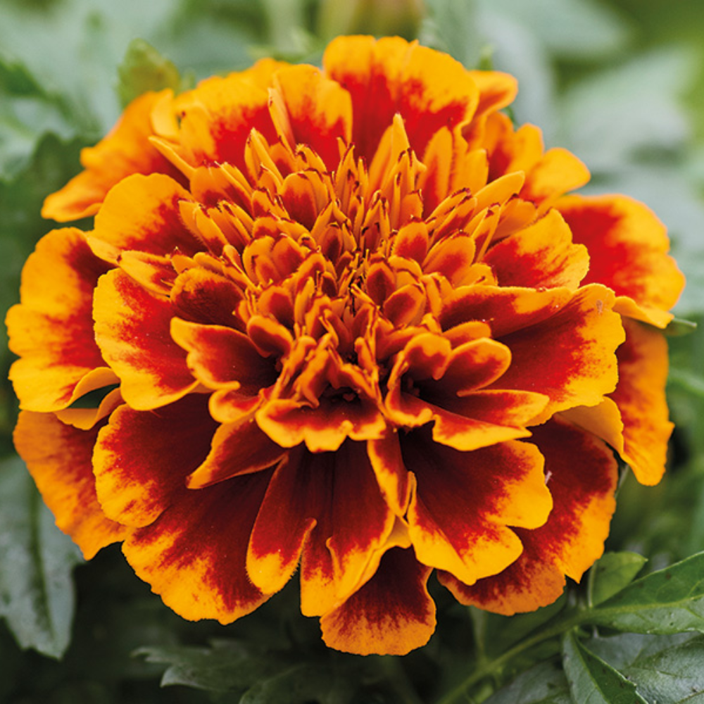 2 Marigold Flower Plants - 4 Inch Pot - Yellow and Red Live Plants