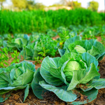 Cabbage Plant 2-Pack Live Plants 4-6 Inches Outdoor Garden