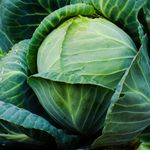 Cabbage Plant 2-Pack Live Plants 4-6 Inches Outdoor Garden