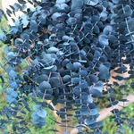 Baby Blue Eucalyptus Live Plant - 2.5 inch Potted Starter Plant - Indoor/Outdoor