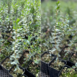 Baby Blue Eucalyptus Live Plant - 2.5 inch Potted Starter Plant - Indoor/Outdoor