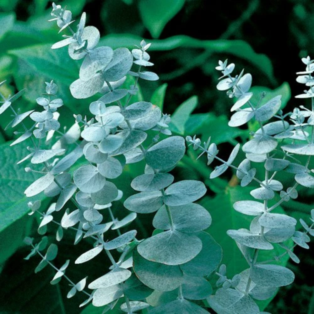 Baby Blue Eucalyptus Live Plant - 2.5 inch Potted Starter Plant - Indoor/Outdoor