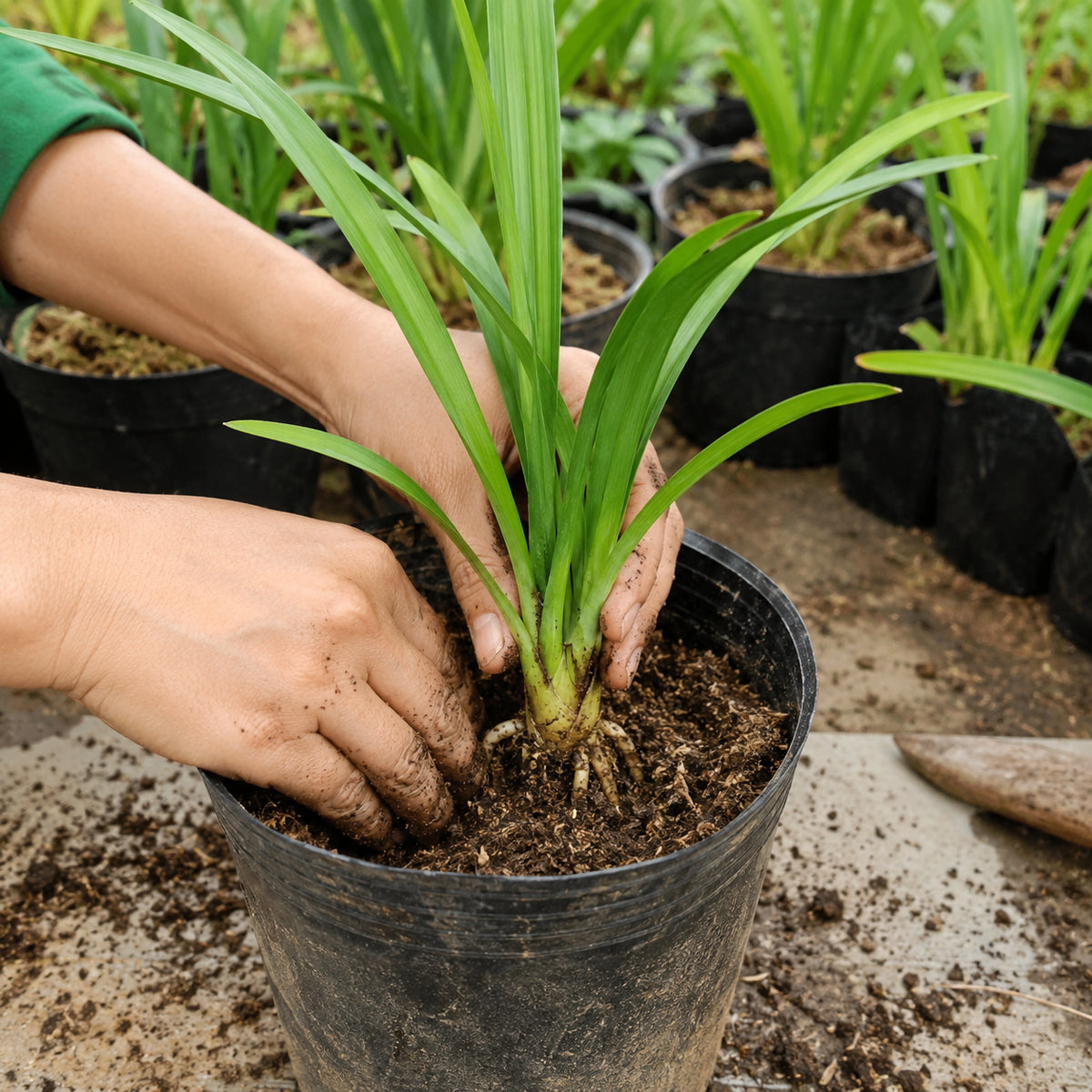 Need Professional Plant Advice?
