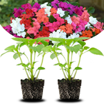 Set of 2 Impatiens Plants Live, 3-5" Tall Flowering Clumps, Random Color Impatiens Flowers Live Plants for Outdoor Garden, Patio, Containers
