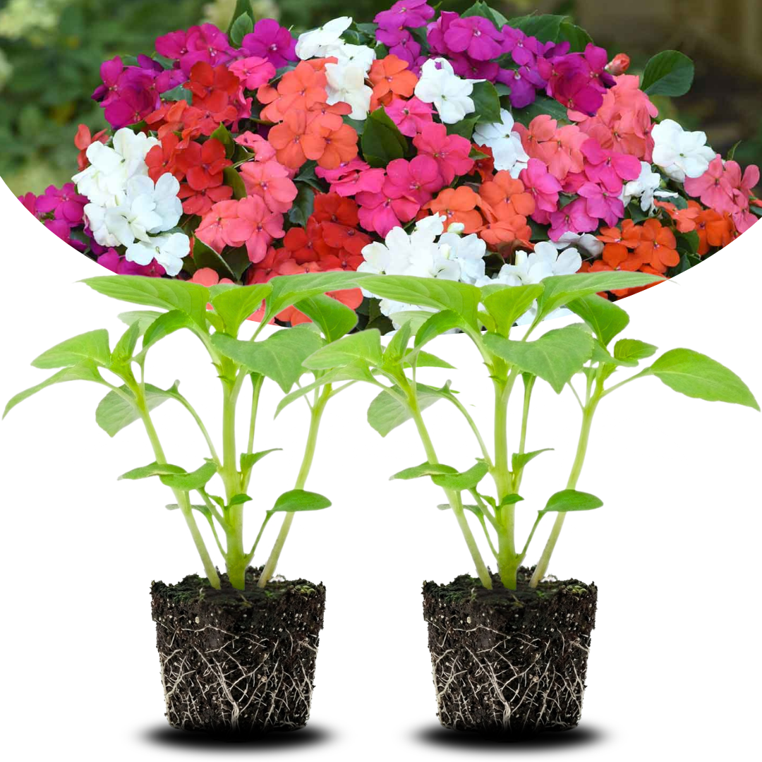 Set of 2 Impatiens Plants Live, 3-5" Tall Flowering Clumps, Random Color Impatiens Flowers Live Plants for Outdoor Garden, Patio, Containers