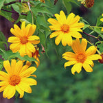 Mexican Sunflower Plant - 10-14 inch Tall - Orange Blooms - 4-inch Pot